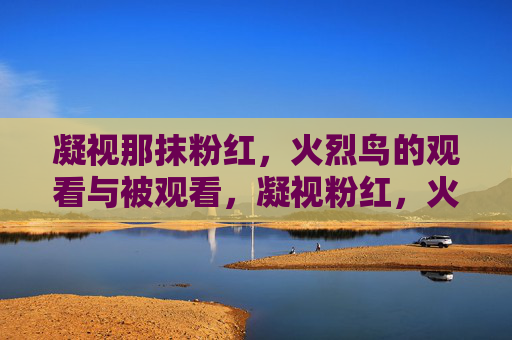 凝视那抹粉红,火烈鸟的观看与被观看,凝视粉红,火烈鸟的观看与被观看 凝视那抹粉红,火烈鸟的观看与被观看,凝视粉红,火烈鸟的观看与被观看
